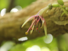 Fuchsia excorticata
