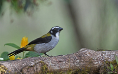 Saltator atripennis