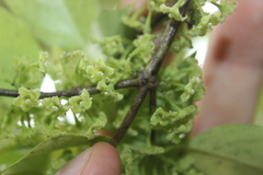 Geniostoma ligustrifolium