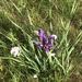 Iris bungei - Photo (c) mbarger，保留部份權利CC BY-NC
