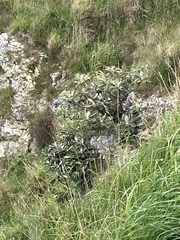 Pachystegia insignis