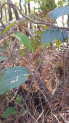 Smilax australis