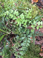 Lindsaea trichomanoides