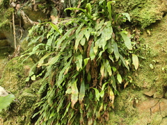 Loxogramme dictyopteris