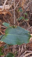 Smilax australis