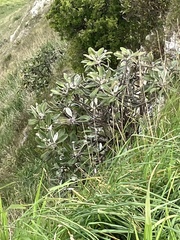 Pachystegia insignis