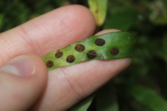 Loxogramme dictyopteris