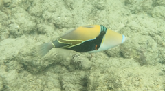 Rhinecanthus rectangulus