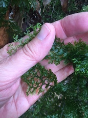 Hymenophyllum flexuosum
