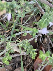 Menthinae