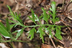 Asplenium oblongifolium