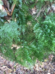 Hymenophyllum flexuosum