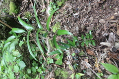 Asplenium oblongifolium
