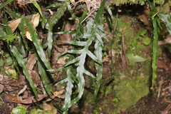 Microsorum scandens