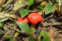 Leratiomyces erythrocephalus