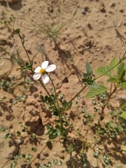 Coreocarpus parthenioides parthenioides
