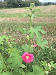 Alcea rosea