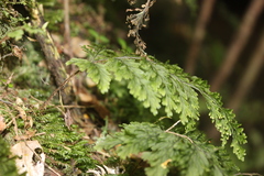 Hymenophyllum scabrum