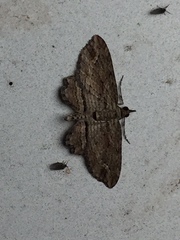 Chloroclystis filata