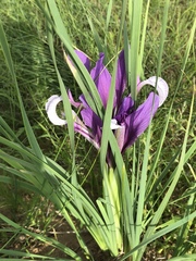 Iris bungei