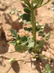 Coreocarpus parthenioides parthenioides