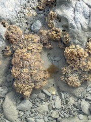 Corallina officinalis