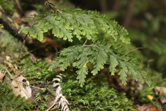 Hymenophyllum scabrum
