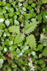 Urtica ferox