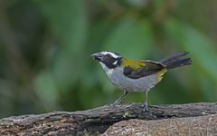 Saltator atripennis