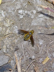 Poecilanthrax lucifer