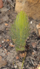 Leucadendron platyspermum