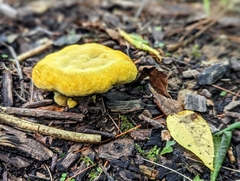 Phaeolus schweinitzii