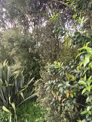 Melicytus ramiflorus