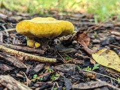 Phaeolus schweinitzii