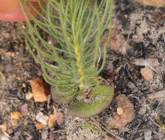 Leucadendron platyspermum