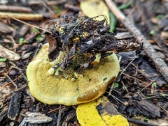 Phaeolus schweinitzii