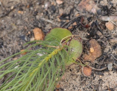 Leucadendron platyspermum