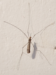 Nephrotoma flavipalpis