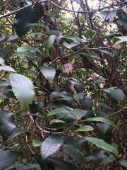 Pterophylla racemosa