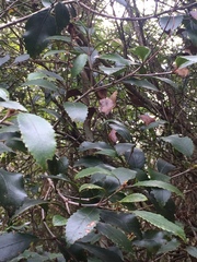 Pterophylla racemosa