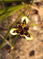 Moraea lurida