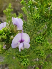 Psoralea aculeata