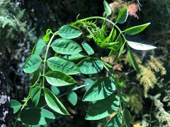 Senna surattensis