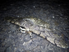 Biston robustum robustum