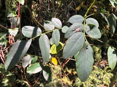Senna surattensis