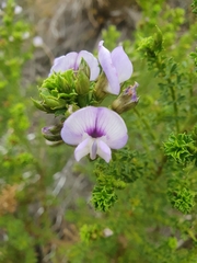 Psoralea aculeata