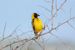 Ploceus cucullatus bohndorffi