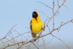 Ploceus cucullatus bohndorffi