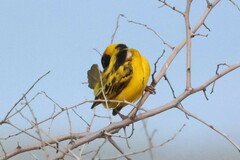 Ploceus cucullatus bohndorffi