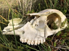 Cervus elaphus